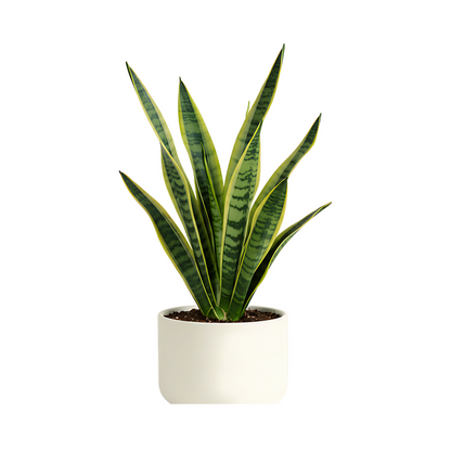 VerdeDesk Desk Plant