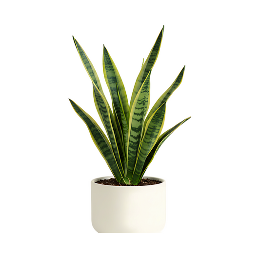 VerdeDesk Desk Plant