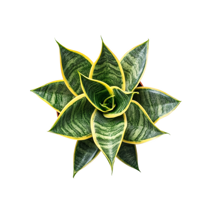 VerdeDesk Desk Plant