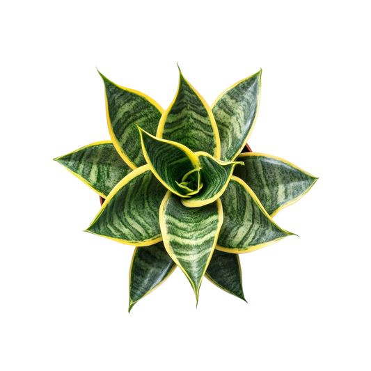 VerdeDesk Desk Plant